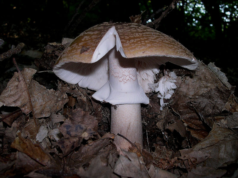 Amanita rubescens